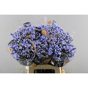 Agap Lavendel L 60