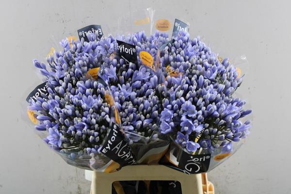 <h4>Agap Lavendel L 60</h4>