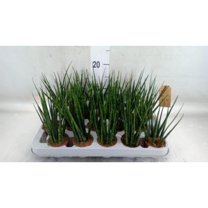 Sansevieria  'Fernwood'