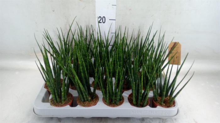 <h4>Sansevieria  'Fernwood'</h4>