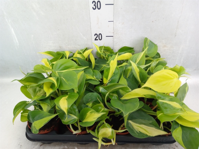 <h4>Philodendron scand. 'Brasil'</h4>