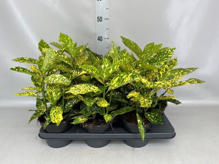 <h4>Aucuba japonica 'Variegata'</h4>