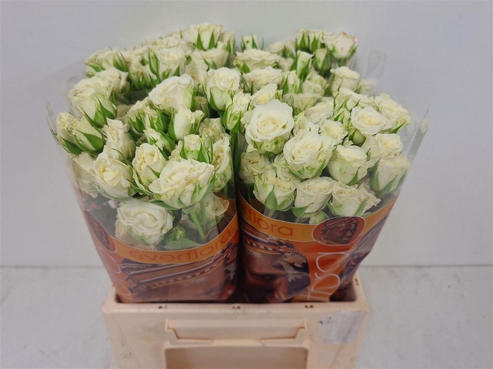 <h4>R TR SNOWFLAKE</h4>