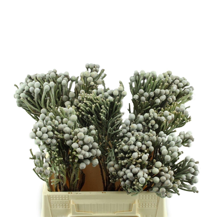 <h4>Kaaps Brunia Laevis (silver)</h4>