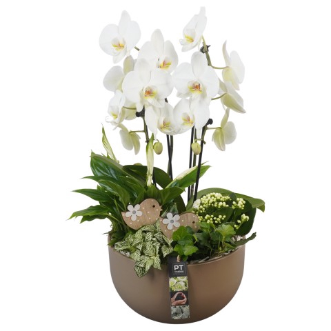 <h4>PTIB6454 Arrangementen kamerplanten</h4>