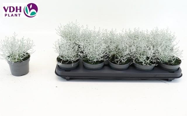 <h4>LEUCOPH BROWNII</h4>