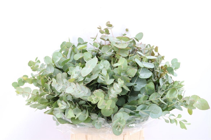 <h4>Euca Cinerea Short 150gr P Bunch</h4>