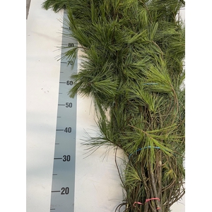Pinus Strobus Bs