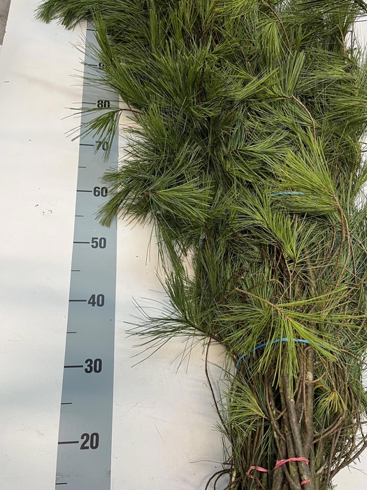 <h4>PINUS STROBUS BS</h4>