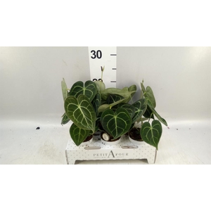 Anthurium clarinervium