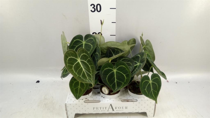 <h4>Anthurium clarinervium</h4>