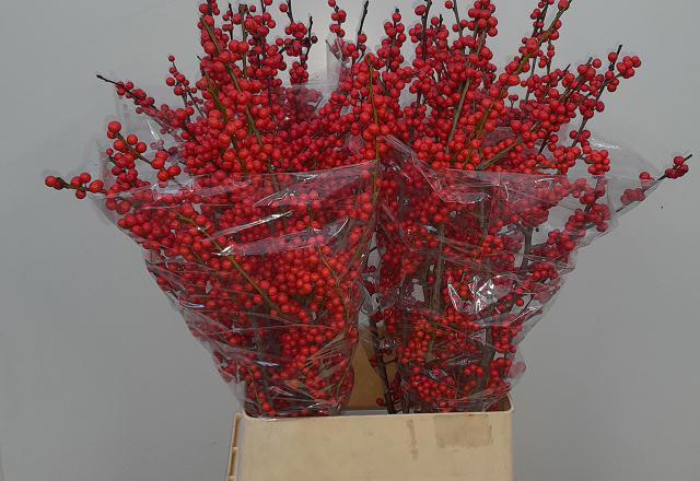 <h4>ILEX VE RODE BES</h4>