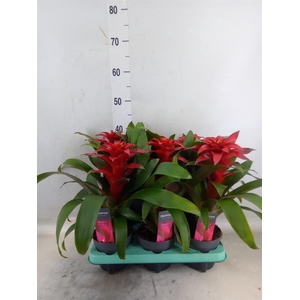 Guzmania  'Salinas'