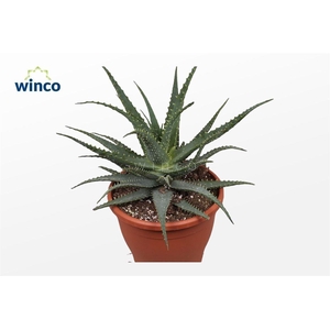 ALOE ARBORESCENS