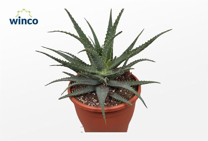 <h4>ALOE ARBORESCENS</h4>