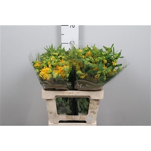 Ascl T Hello Yellow