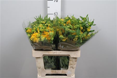 <h4>Ascl T Hello Yellow</h4>