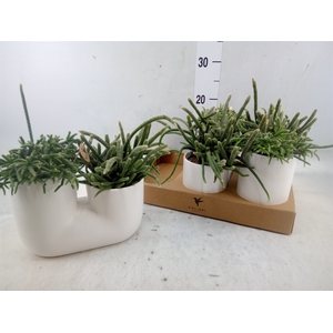 Rhipsalis   ...mix