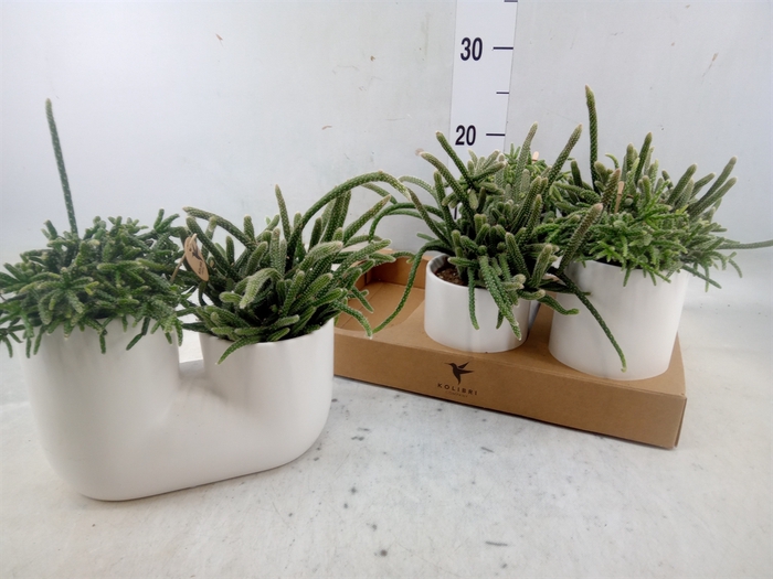 <h4>Rhipsalis   ...mix</h4>