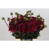 Dahlia Red Runner