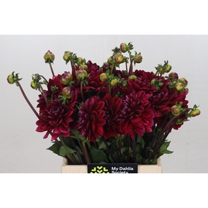 Dahlia Red Runner