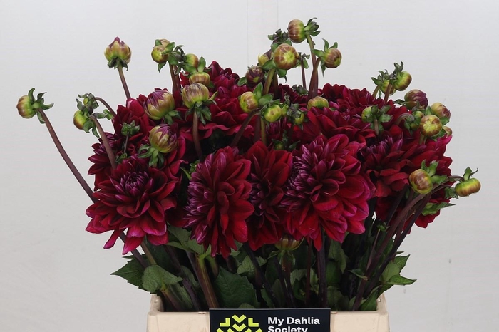 <h4>Dahlia Red Runner</h4>