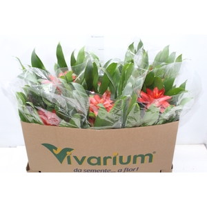 GUZMANIA VERMELHA P14