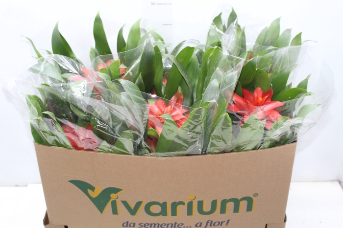 <h4>GUZMANIA VERMELHA P14</h4>