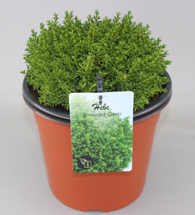 <h4>Hebe 'Emerald Gem' C5</h4>