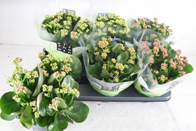 <h4>KAL GE GEM 5 KL</h4>