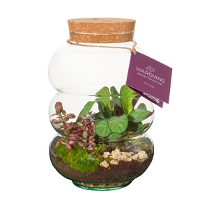 Wardians Terrarium - Pluto medium + LED (rechargeable USB-C)