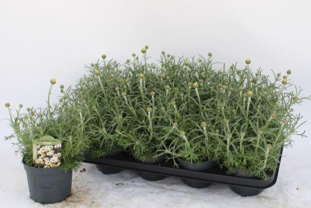 <h4>Rhodanthemum hosm. 'Zagora Yellow'</h4>