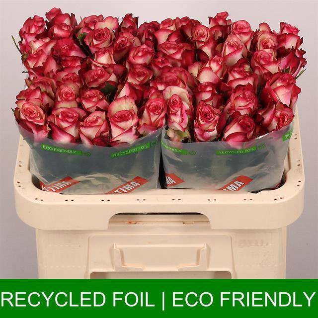 <h4>Rosa large paloma</h4>