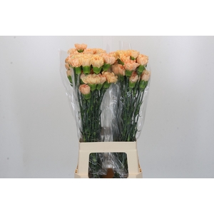 Dianthus St Caroline Gold