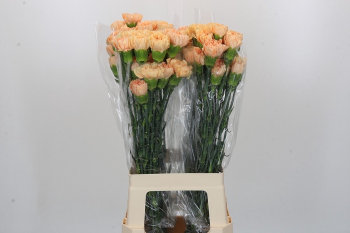 <h4>Dianthus St Caroline Gold</h4>