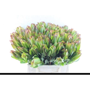 LEUCAD LAUREL YELLOW