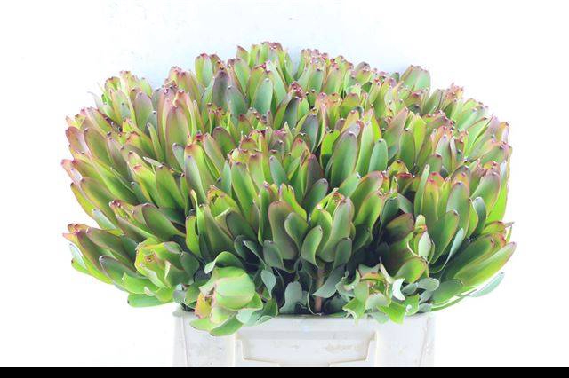 <h4>LEUCAD LAUREL YELLOW</h4>