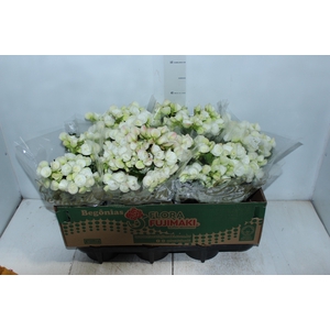 BEGONIA P15 BRANCO