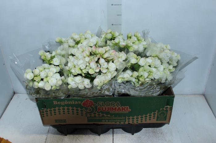 <h4>BEGONIA P15 BRANCO</h4>