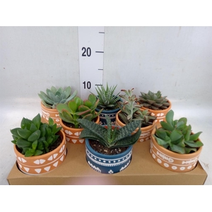 Succulents   ...