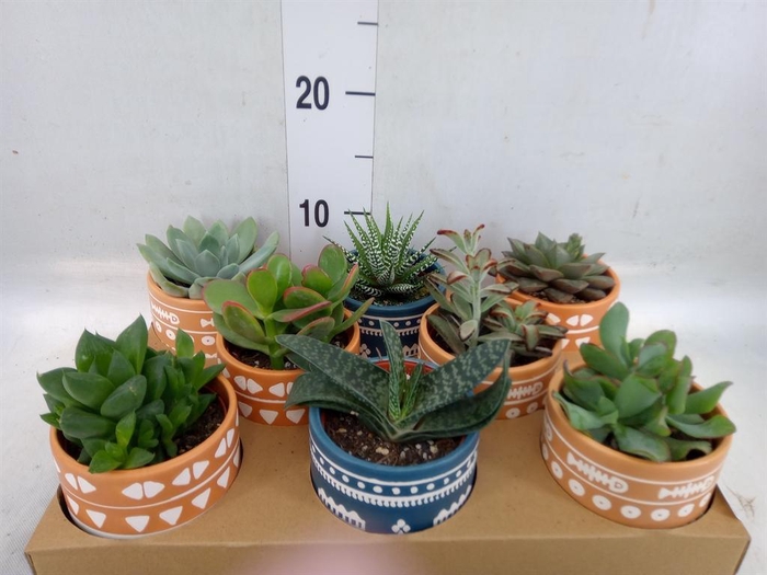 <h4>Succulents   ...</h4>