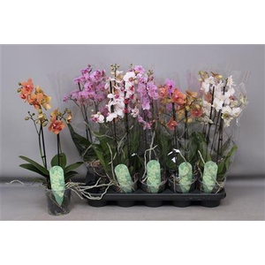 Phal Mf Gem 4 Kl 2 Branches 20+