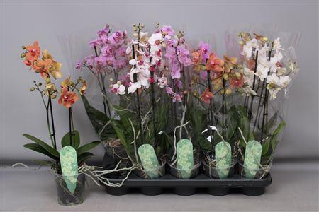 <h4>Phal Mf Gem 4 Kl 2 Branches 20+</h4>