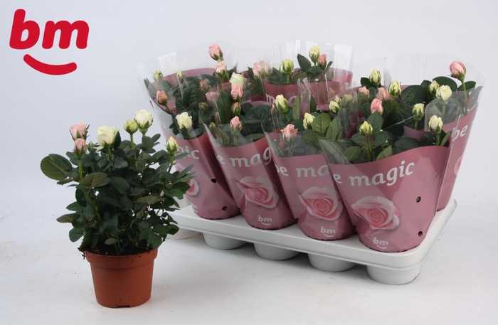 <h4>RO B MONDE GEM</h4>