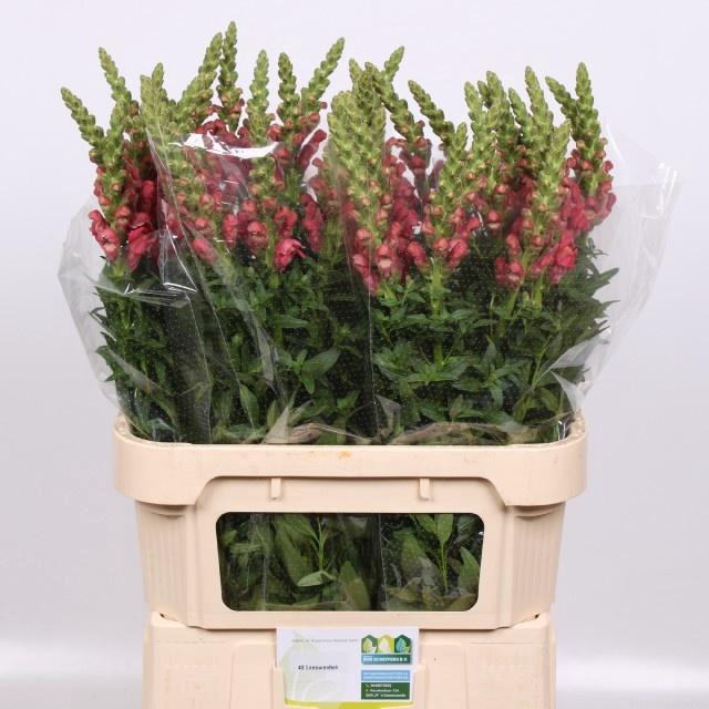 <h4>ANTIR COOL ROSE</h4>