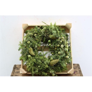 Wr Jeneverbes Pinea 30cm