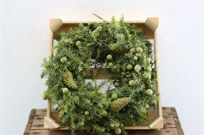 <h4>Wr Jeneverbes Pinea 30cm</h4>