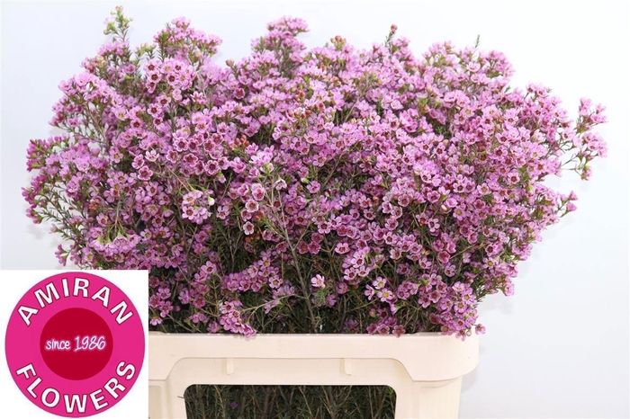 <h4>CHAME PAINTED LAD</h4>