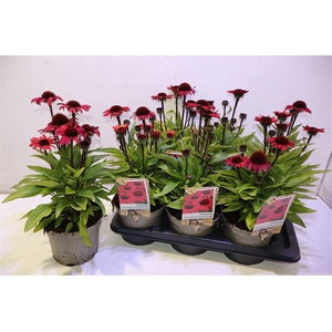 arr8 Echina Sunseekers Pomegranate