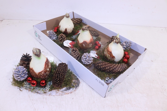 <h4>ARR HIPPEASTRUM</h4>